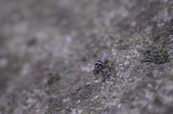 conferma su limnophora